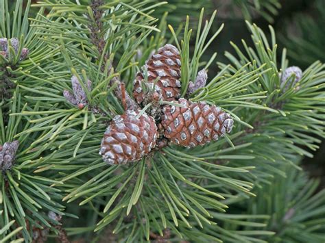 Pinus Mugo - Mugo Kiefer